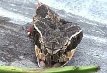 Қазақ әфсанасы расқа айналды