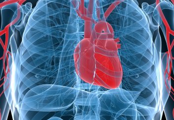 Доңыздың жүрегін адамға қондыруға бола ма?