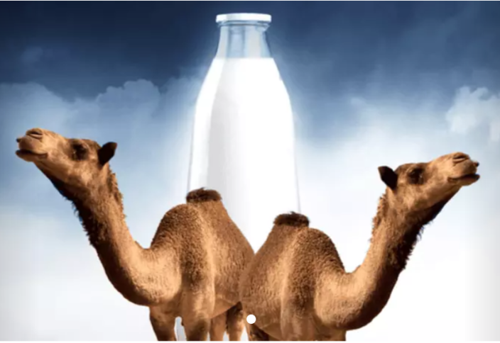 Араб Әмірлігі әлемде алғашқы болып түйе сүтінің стандартын әзірлейді
