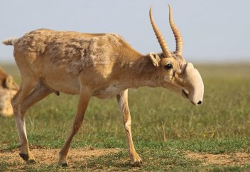 «Сайгачная мафия», существует ли она в Казахстане?