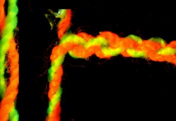 Ученые создали прочнейшие искусственные мышцы (видео)