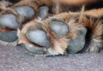 В Грузии родился редкий зеленый щенок (видео)