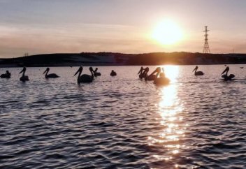 Елімізде әлем бойынша сирек кездесетін құс таспаға тартылып қалды (фото+видео)