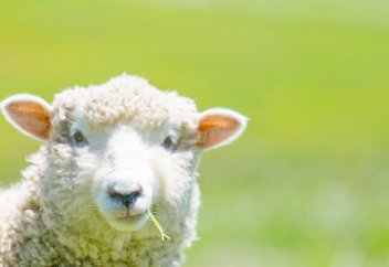 Шетінеген сәбиге ақиқа құрбаны шалына ма?