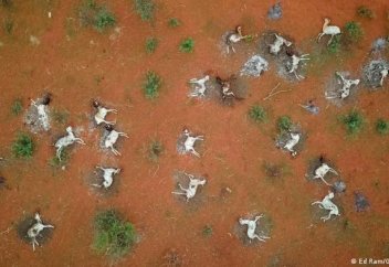 Осы ғасыр аяғында жердегі әрбір үшінші түр жойылады