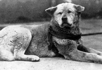 Ит деген жақсы  ма, жаман ба?