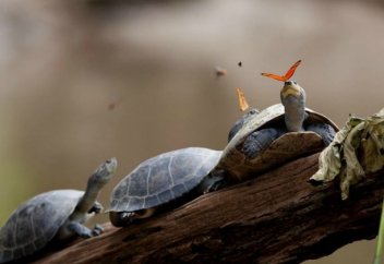 Ұтымды сәтте түсірілген суреттер