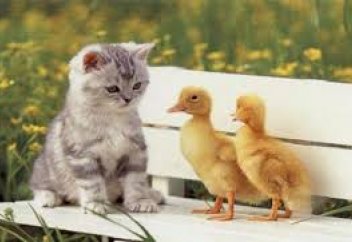 Можно ли сделать аборт кошке?