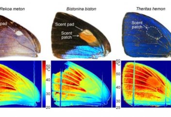 Кейбір қанат бар - тек ұшуға ғана жаратылмаған... (видео)