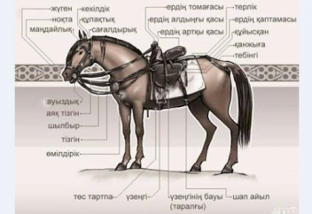 Аттың сыны, жылқының жүрісі (ФОТО)