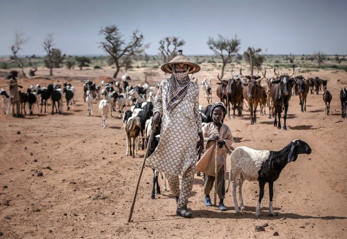 ООН призывает защитить скотоводство во всем мире