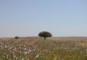 Разные: Саудовская Аравия сажает деревья в пустыне с помощью дронов