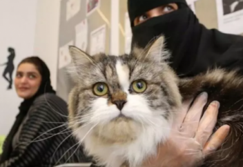 В Саудовской Аравии открыли первый отель для кошек