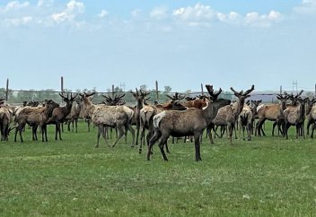 Уникальное мараловодческое хозяйство работает в ВКО (видео)