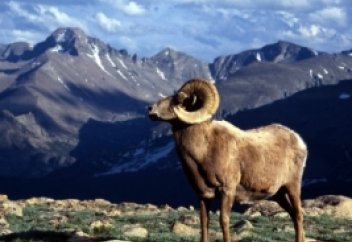 Сколько будет стоить трофейная охота на архаров в Казахстане