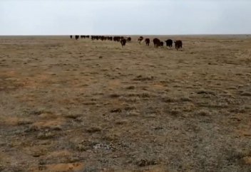 Как спасти пастбище от деградации с помощью забора