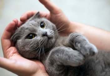 Как Ислам относится к кастрации домашних животных?