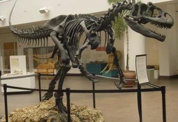 Динозаврдың қаңқасы саудаға шығарылды