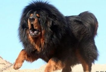 Тибеттік мастиф клондалып, Қытайда сатылатын болды