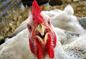 Сопы тауықтарға дін жайында дәріс оқиды