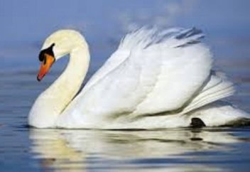 Аққулардың тербететін арманын