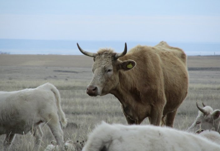 Казахстанское мясо ждут арабы