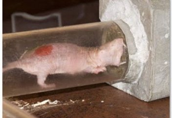 В чем причины старения и смерти человека