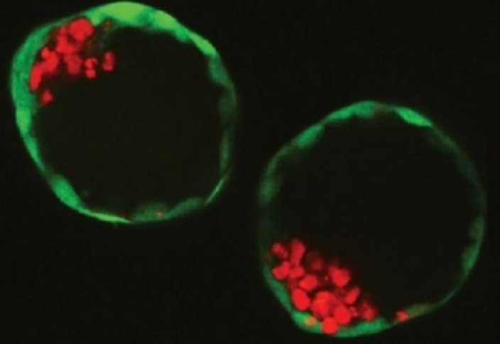 Ғалымдар бағаналық жасушадан синтетикалық эмбрион жасап шығарды