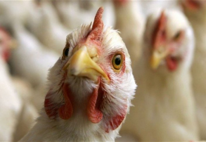 Из-за птичьего гриппа в Японии забьют более 300 тысяч кур и уток