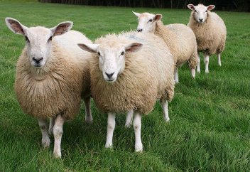 Құрбан шалудың орнына садақа берсем бола ма?