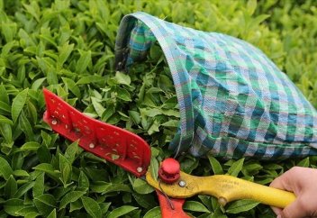 Экспорт турецкая чая за два месяца провысил $3,2 млн