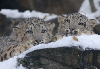 Снежный барс впервые попал на видео в Жамбылской области (видео)