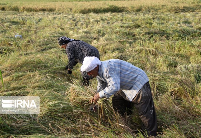 Сбор урожая риса на севере Ирана (фото)