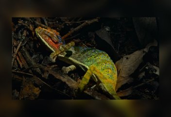 Хамелеонның өмірінің ақырғы сәттері таспаға тартылып қалды (видео)