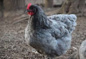 Тауық қайдан пайда болды? – Зерттеушілер мыңжылдық сұрақтың жауабын тапты