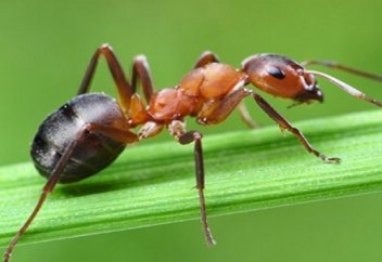 МУРАВЬИ или ОШИБКА В КОРАНЕ? | БАРАКАТ - мусульманский канал