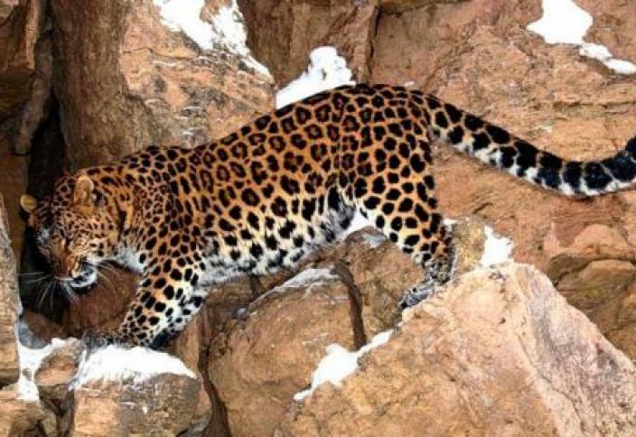 В горах Дагестана появился леопард