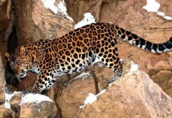 В горах Дагестана появился леопард