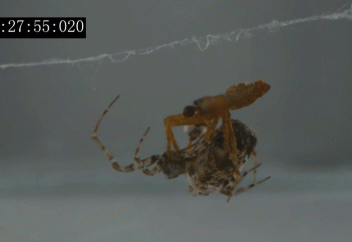 Өрмекшінің еркегі шағылысқаннан кейін ұрғашысынан қорғанатын жолды тапты (видео)