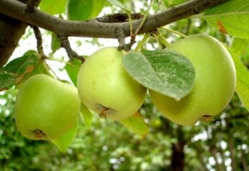 Қытай алмасының кеспірі (видео)