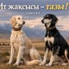 Ит жақсысы - тазы!