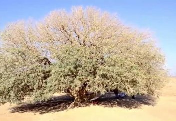 Благословенное дерево Пророка (саляллаху алейхи васаллям)