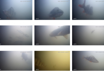 В Нидерландах установили первый в мире «дверной звонок» для рыб (видео)