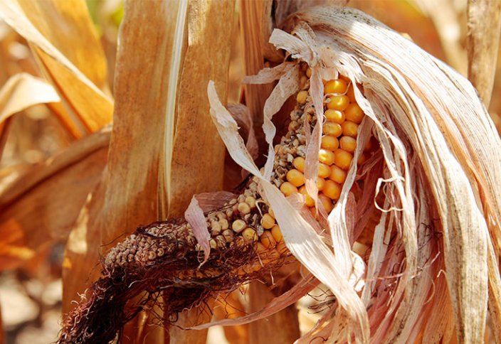 Стремление спасти планету обернется подорожанием еды