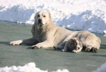 Иттің жүнінен тоқылған шұлықты киюге бола ма? Және ит, қасқыр, аю т.б. хайуандардың терісі қалай тазарады?