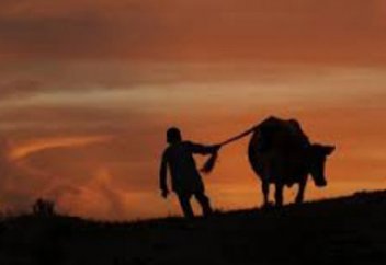 Елімізде мал ұрлығы үшін арнайы бап пайда болады