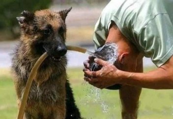 Жұмаққа кіретін ит бар дейді, сол рас па?