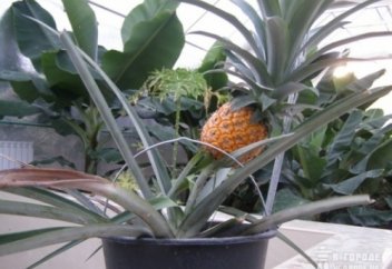 Банан мен ананасты Қазақстанда да өсіруге болады (видео)