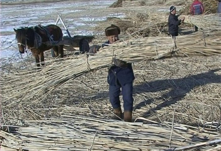 Алматы облысында қамыстан қағаз шығаратын зауыт салынады