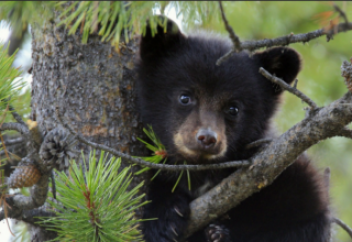 Əлемдік ірі 9 жүлде алған ғажап видео!
